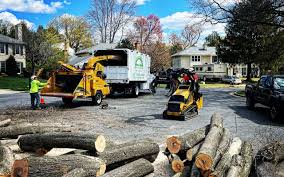 Best Tree Removal Services  in Brookhaven, WV